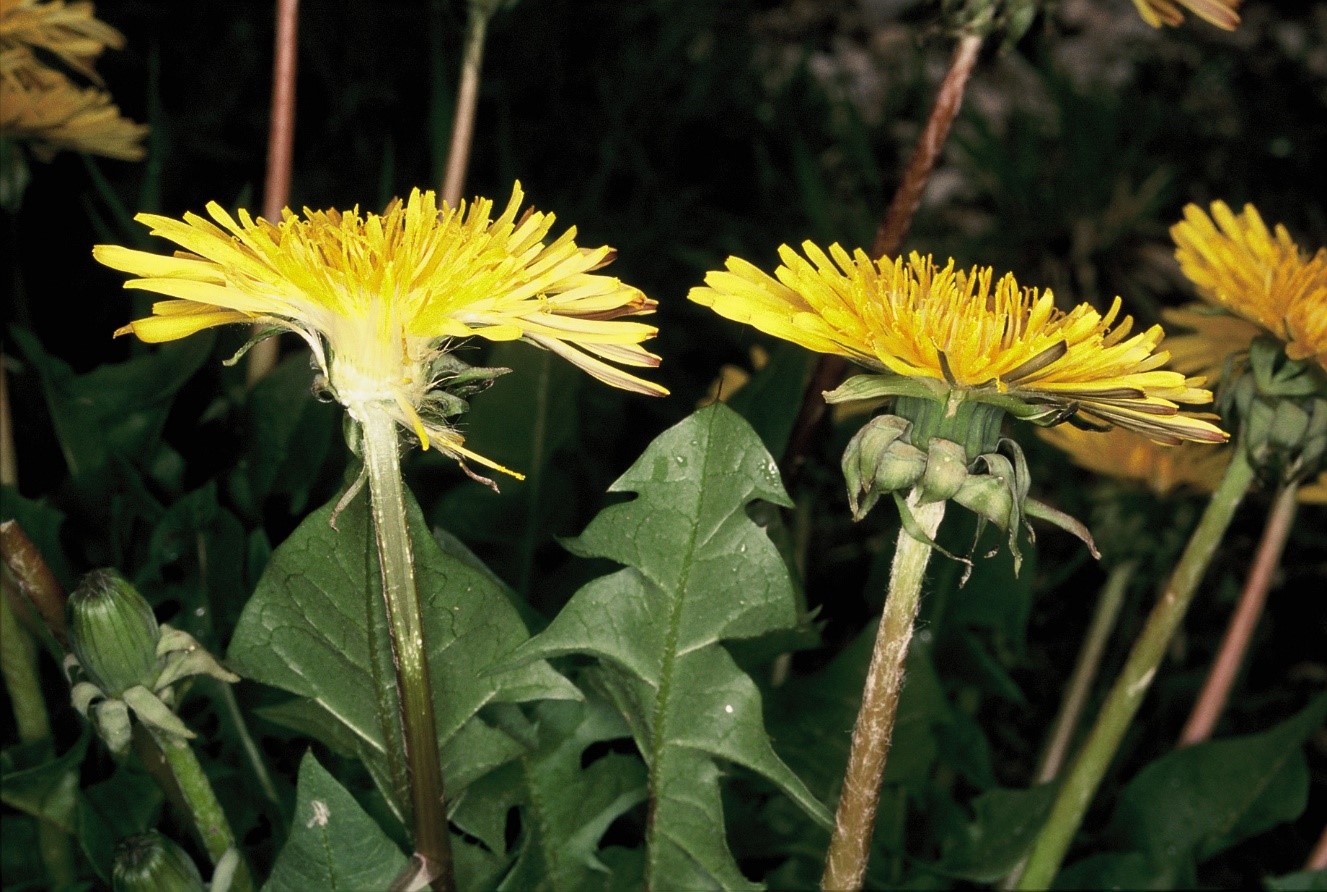 Taraxacum officinale foglie e fiori