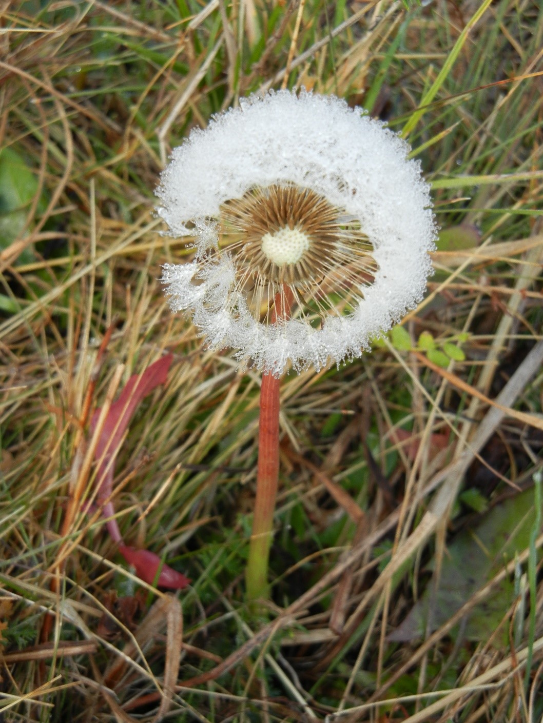 Taraxacum officinale frutto