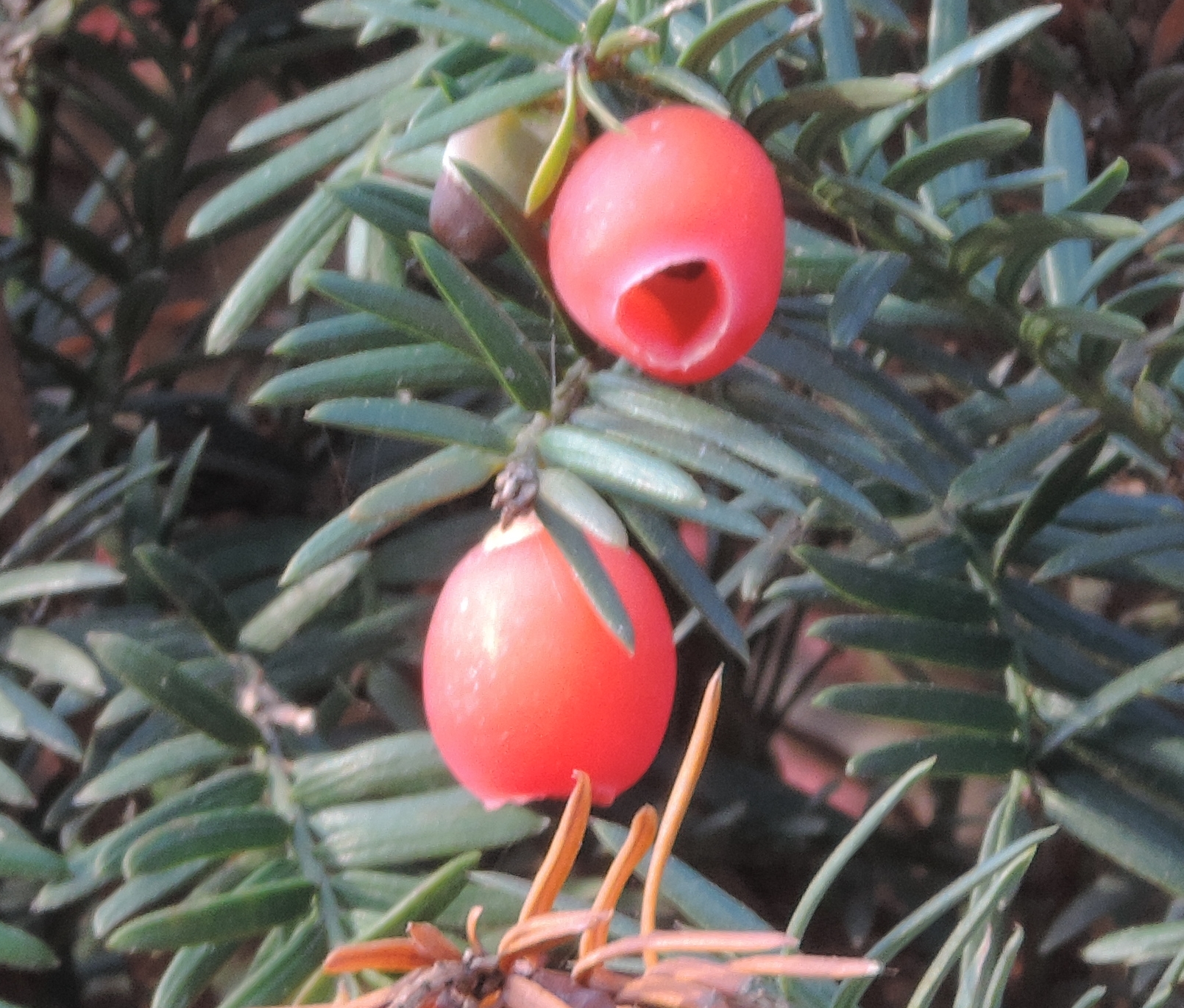 Tassoalbero