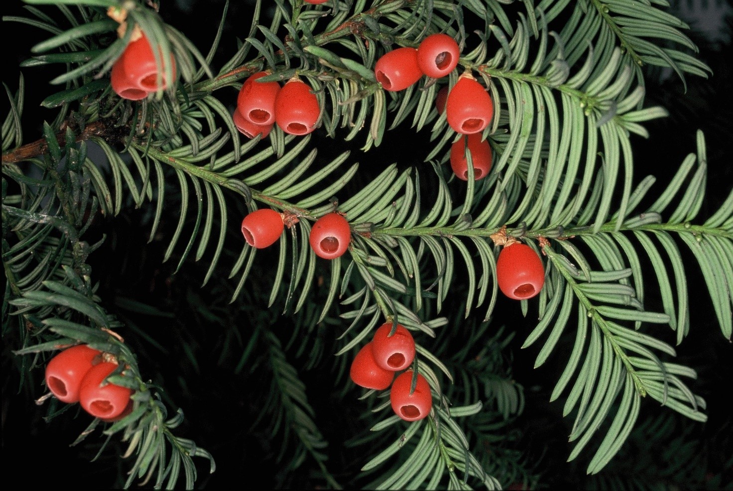 Taxus baccata