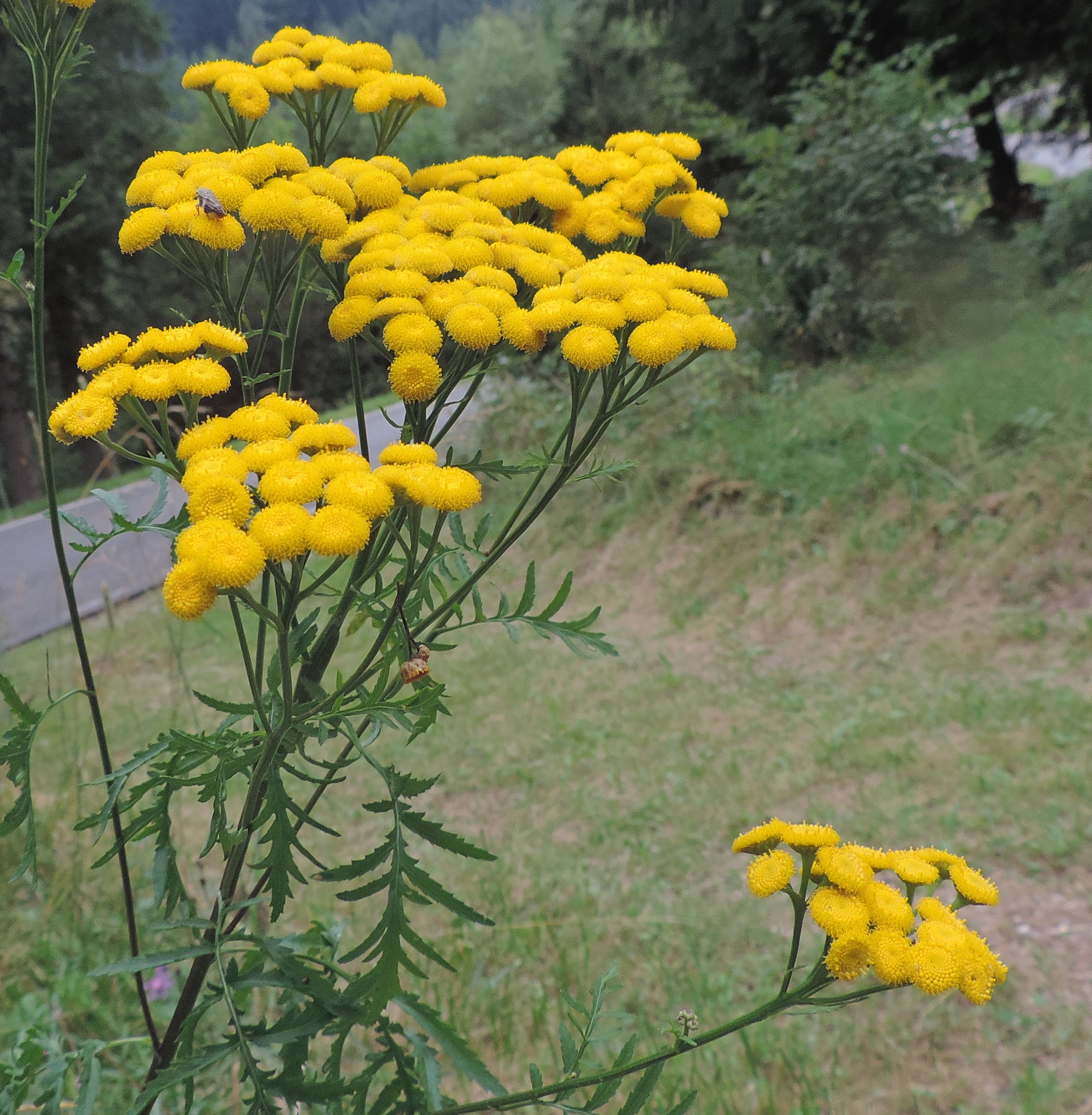 Tenacetumvulgareerba amara x