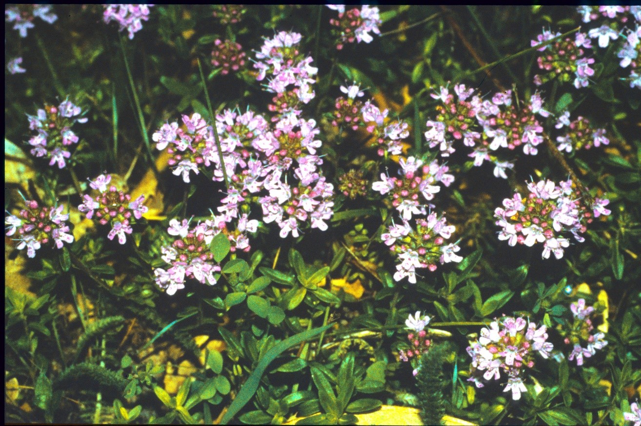 Thymus longicaulis