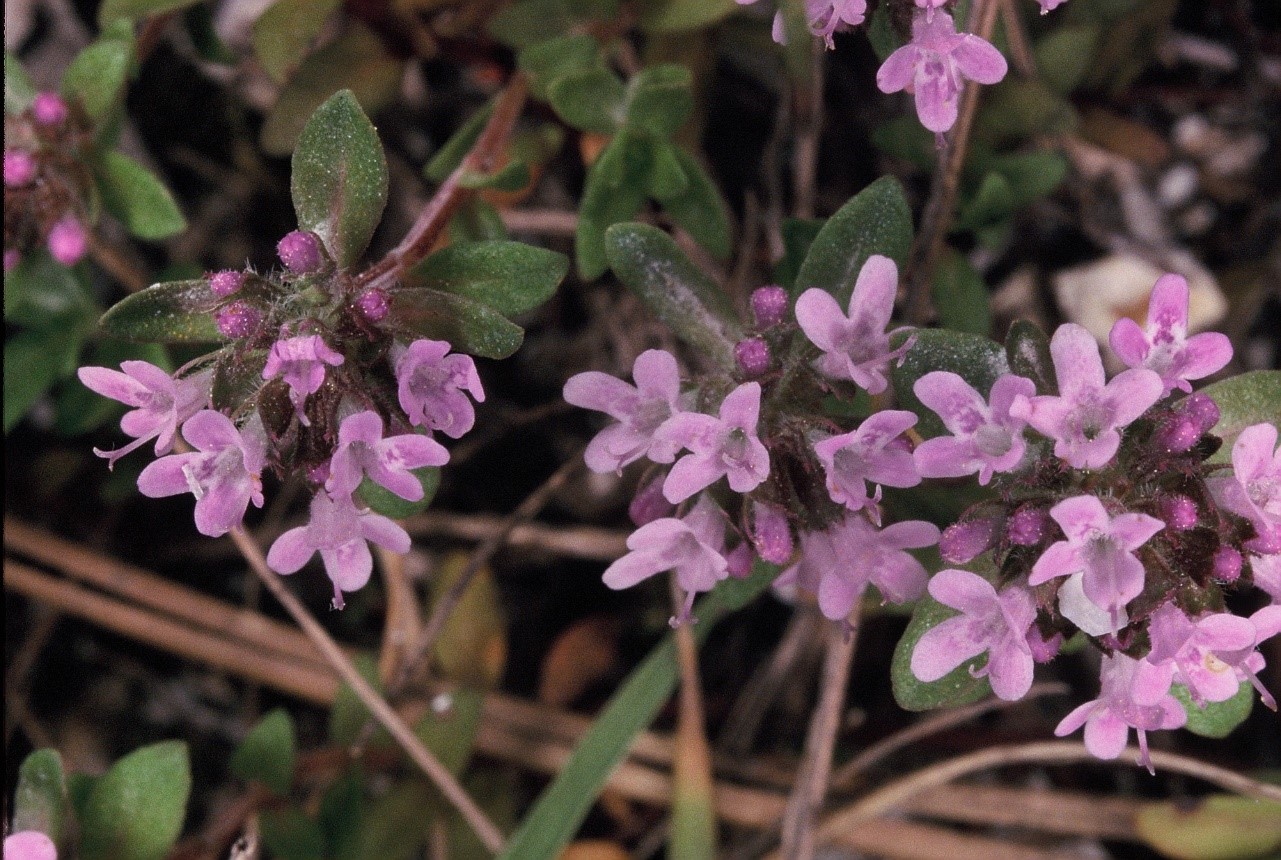 Thymus longicaulis foglie e fiori