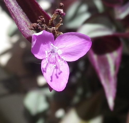 TradescantiapallidaLebreovagabondo