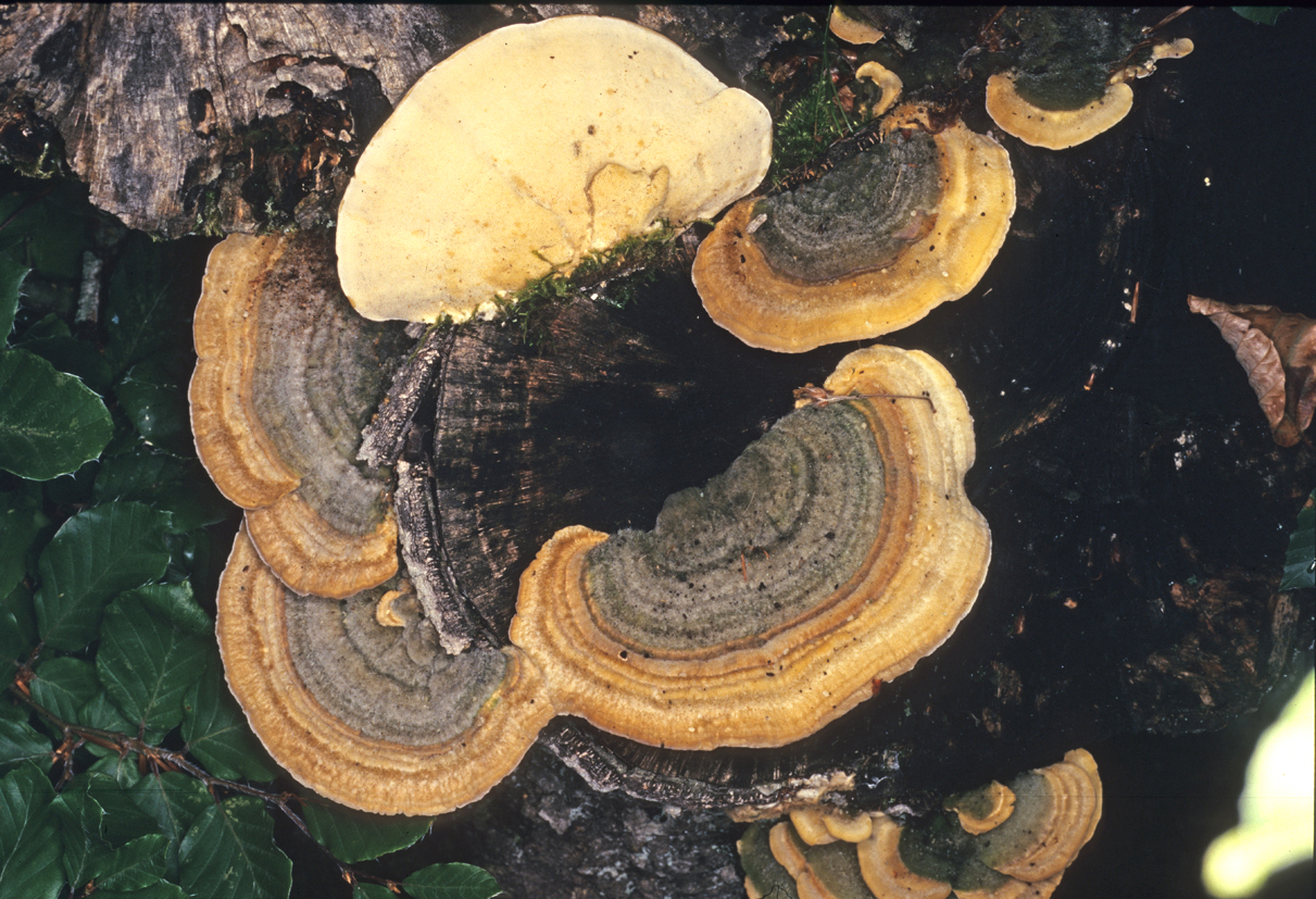 Trametes hirsuta