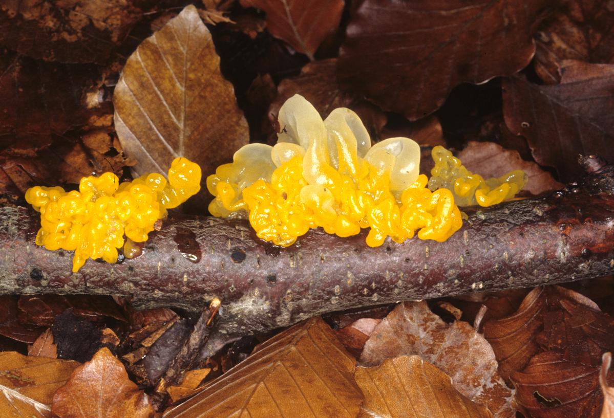 Tremella mesenterica