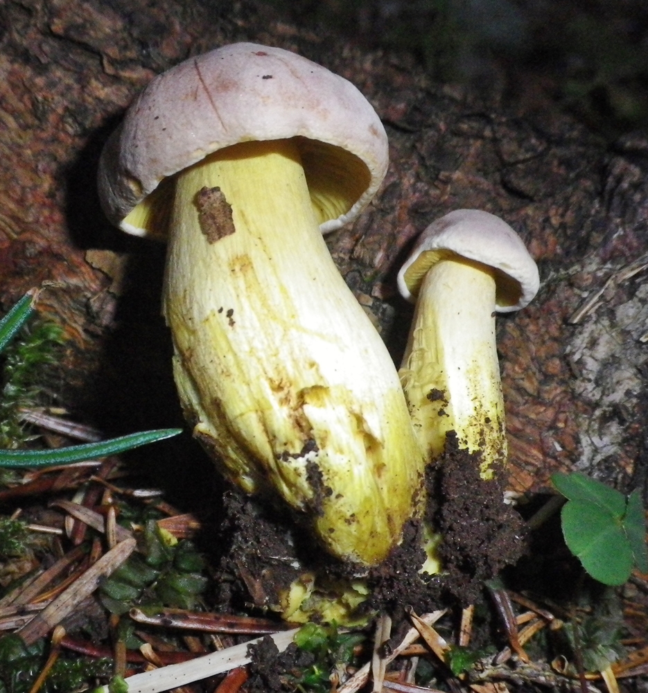 Tricholoma sulphureum Canfaito x scheda