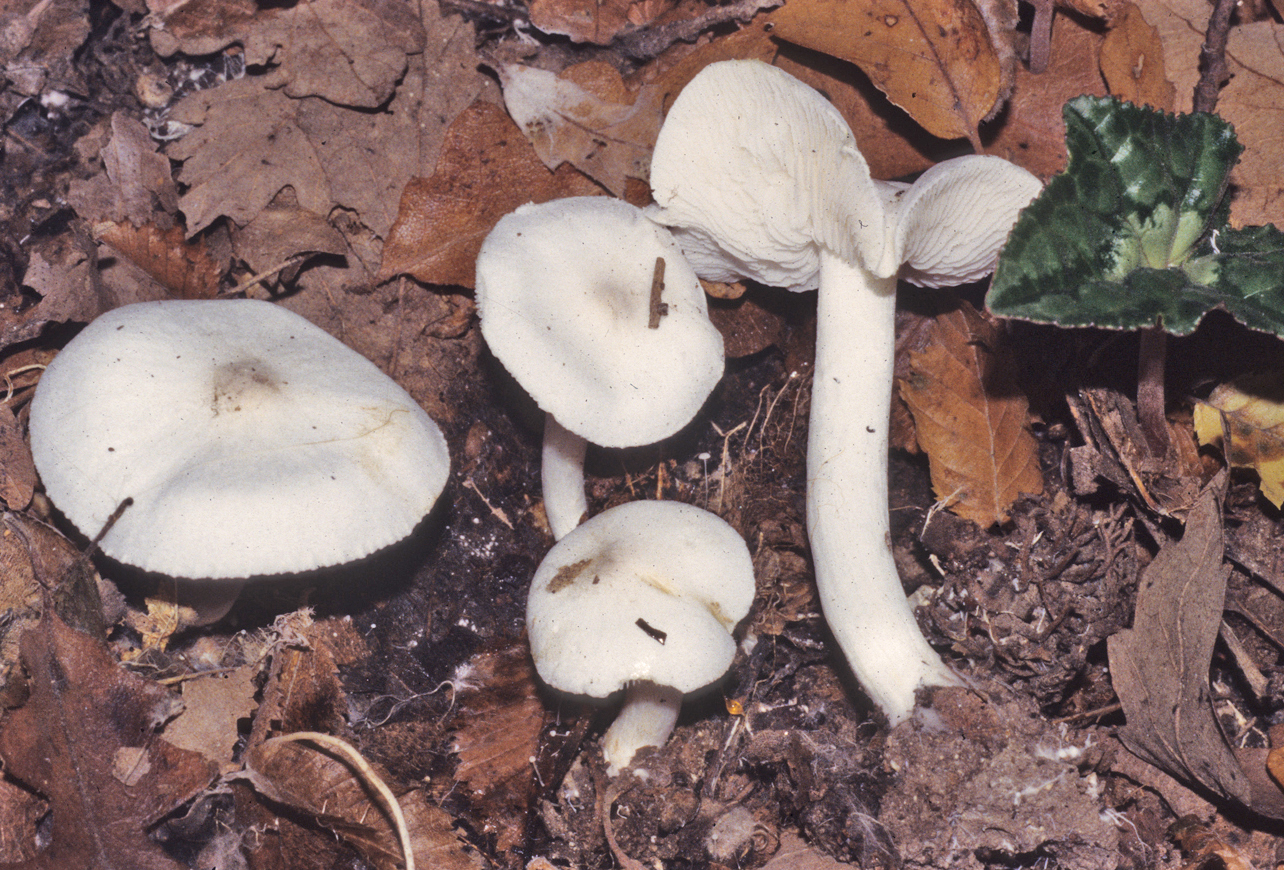 Tricholoma albidum