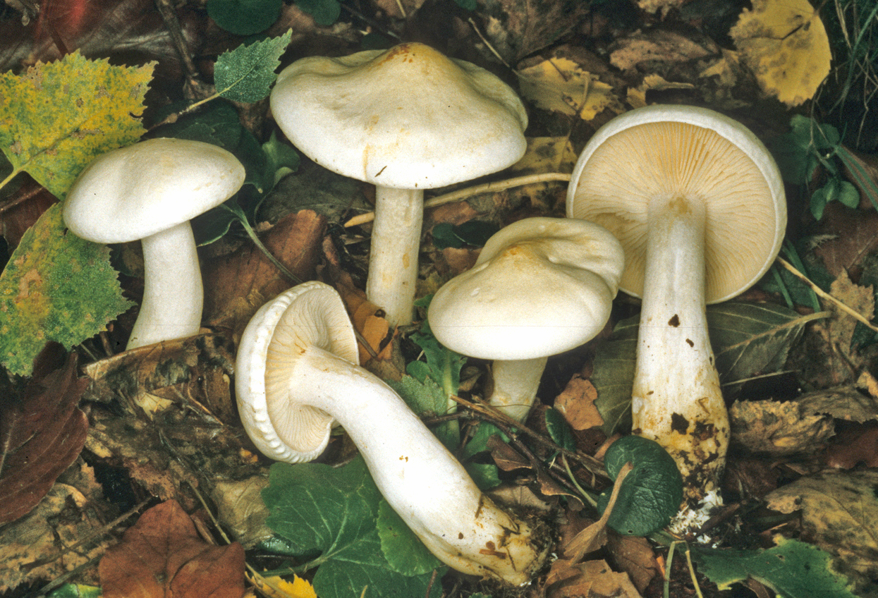 Tricholoma album