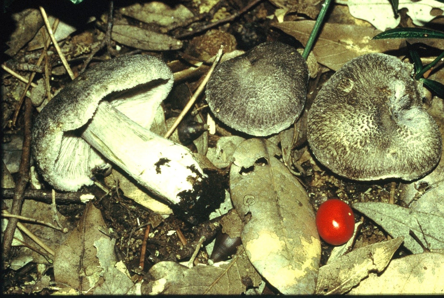 Tricholoma atrosquamosum