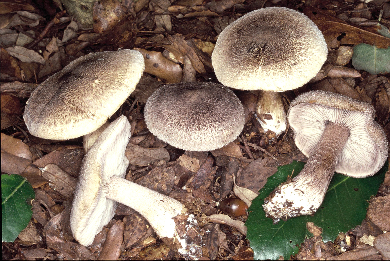 Tricholoma atrosquamosum 1