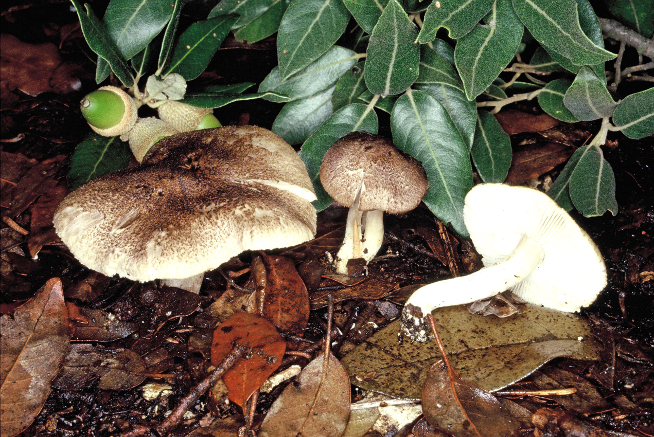 Tricholoma atrosquamosum 7