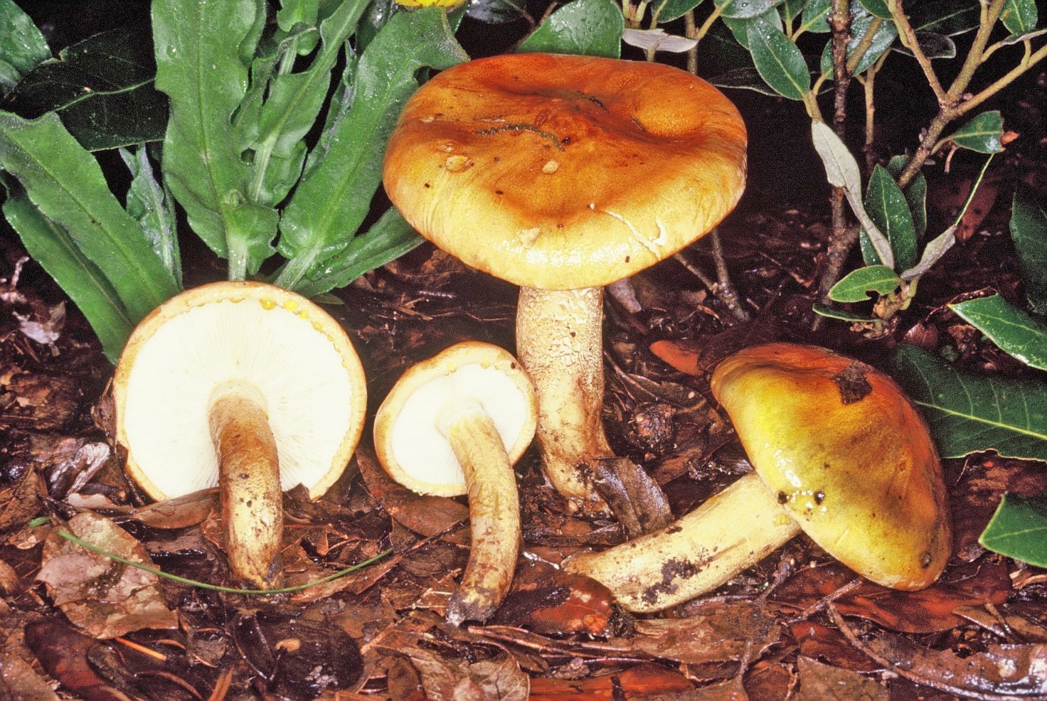 Tricholoma aurantium