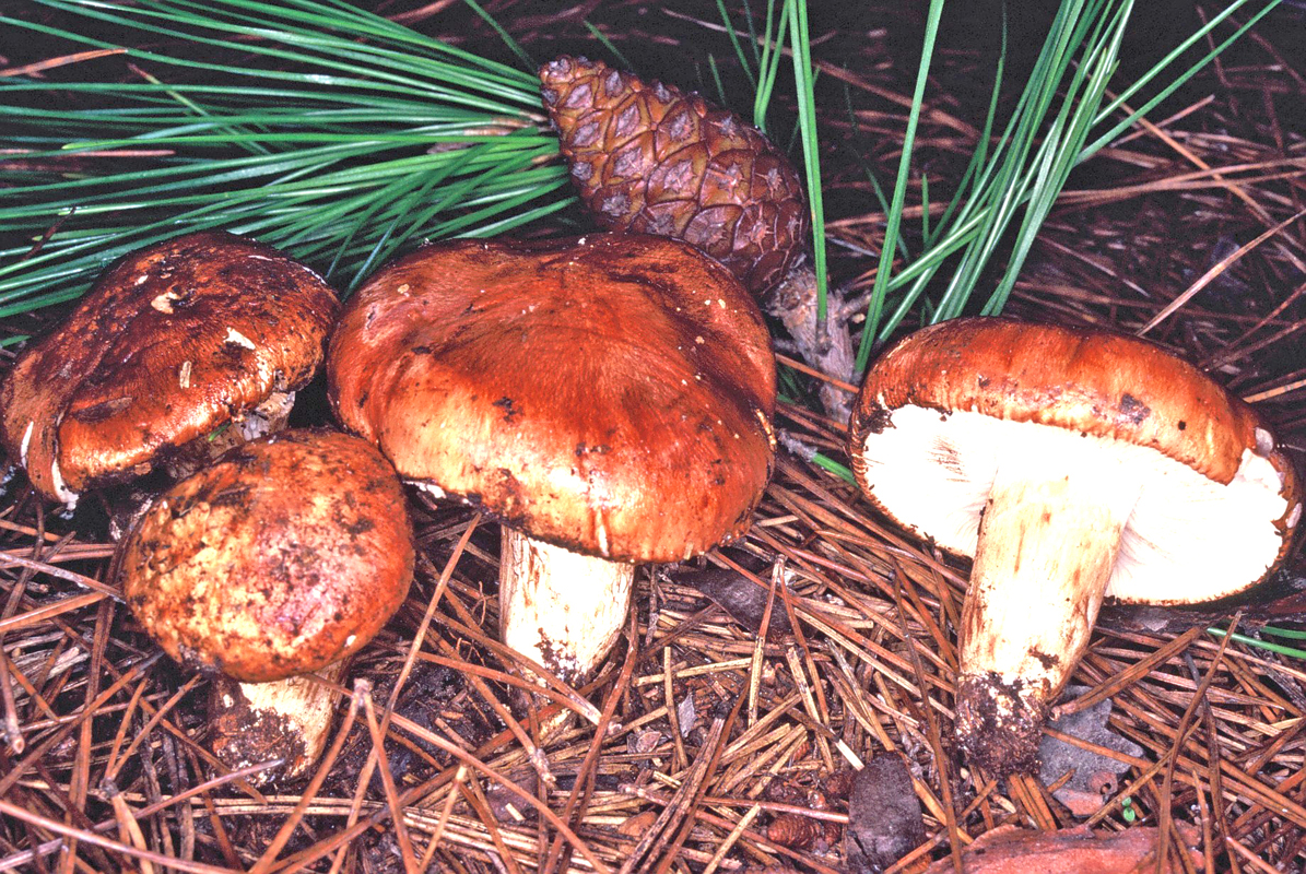 Tricholoma batschii