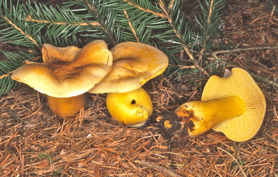 Tricholoma bufonium