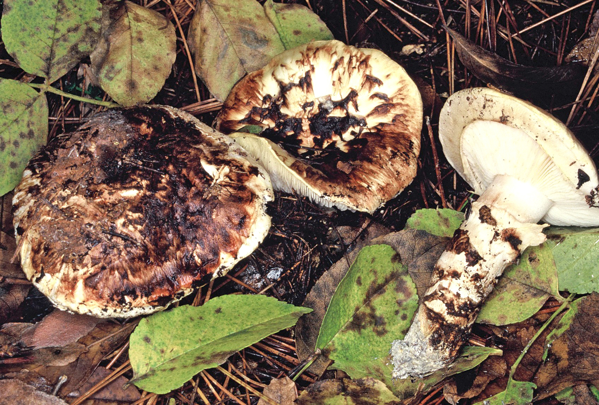 Tricholoma caligatum