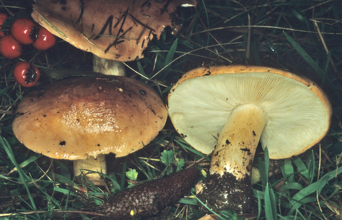Tricholoma cedretorum