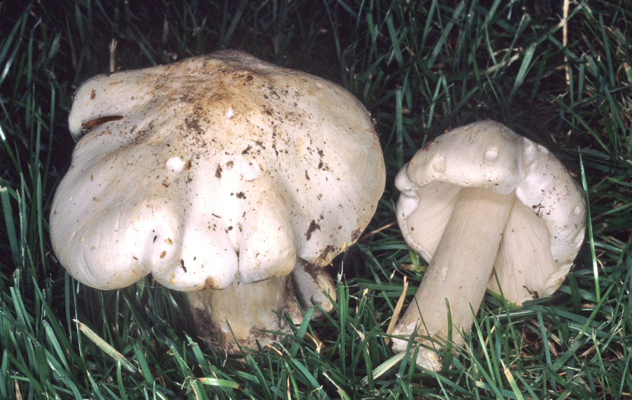 Tricholoma columbetta