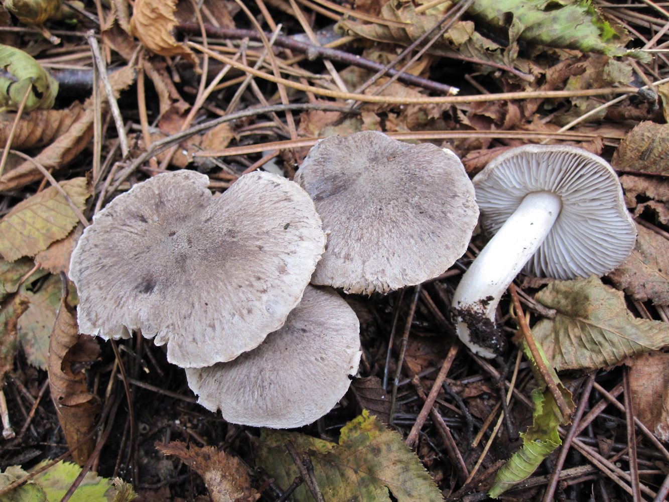 Tricholoma gausapatum