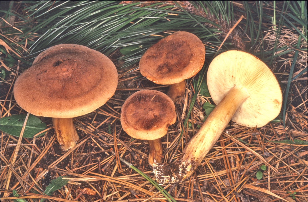 Tricholoma imbricatum