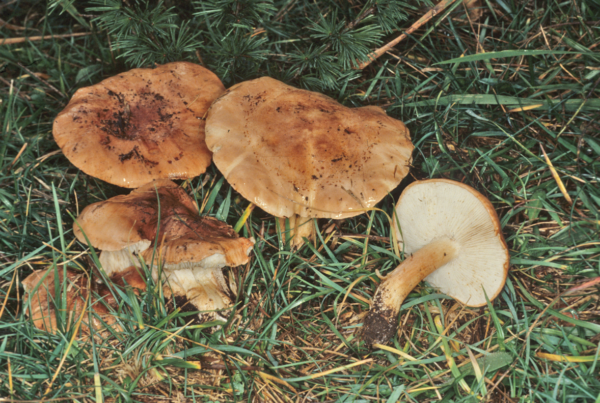 Tricholoma pessundatum