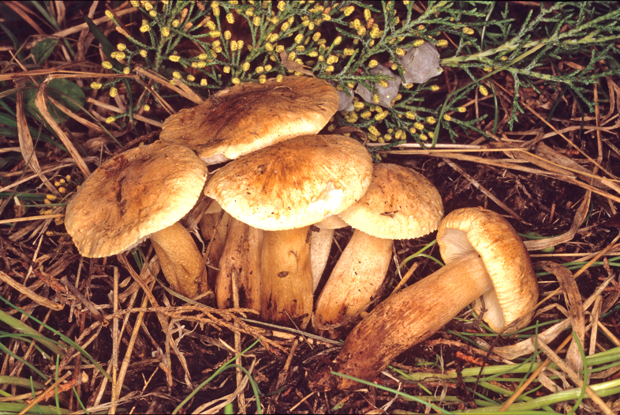 Tricholoma psammopus