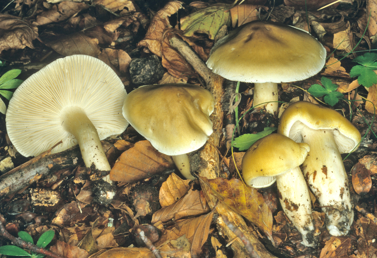 Tricholoma saponaceum