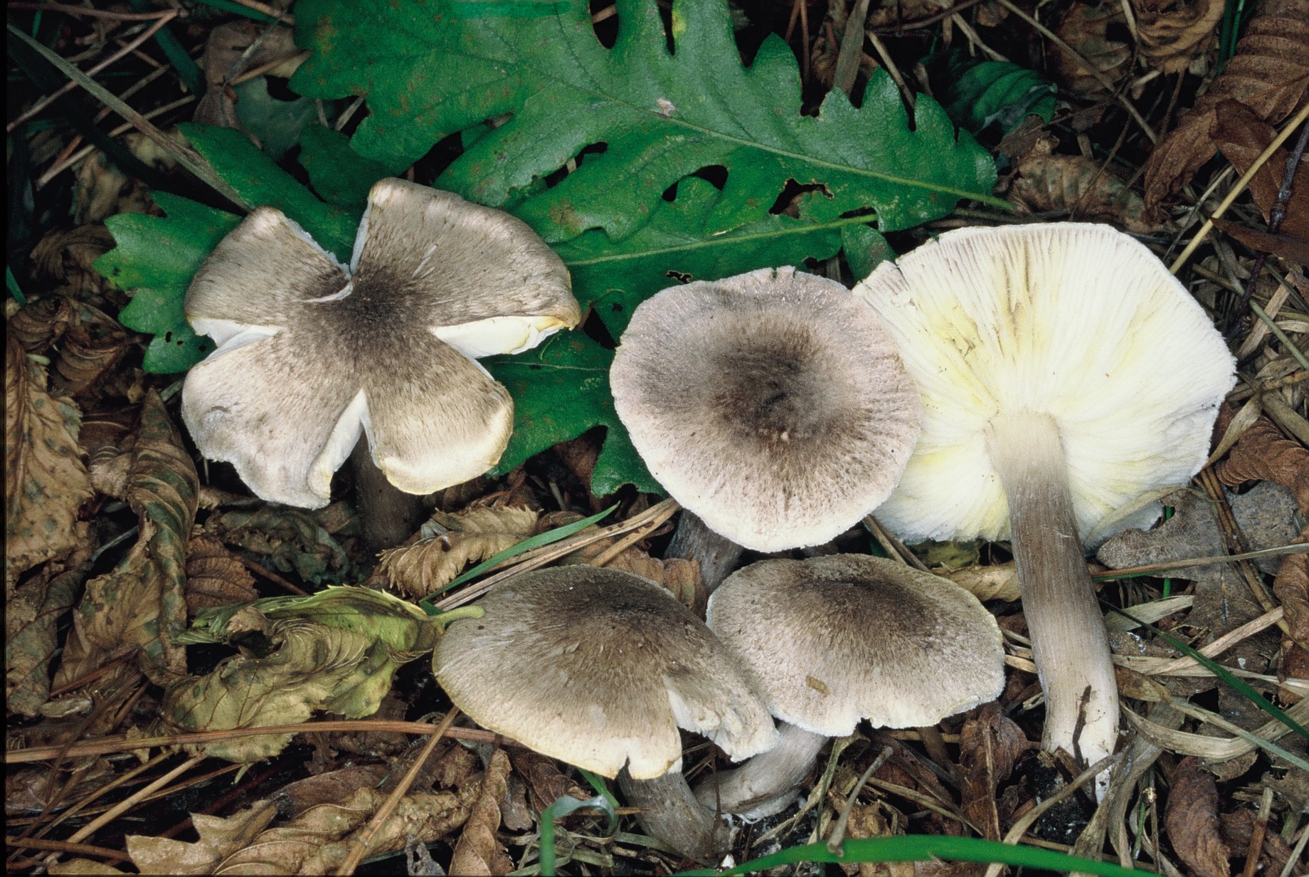 Tricholoma scalpturatum 1