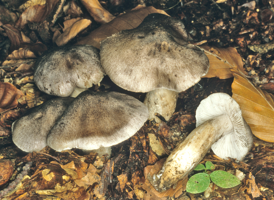 Tricholoma sciodes