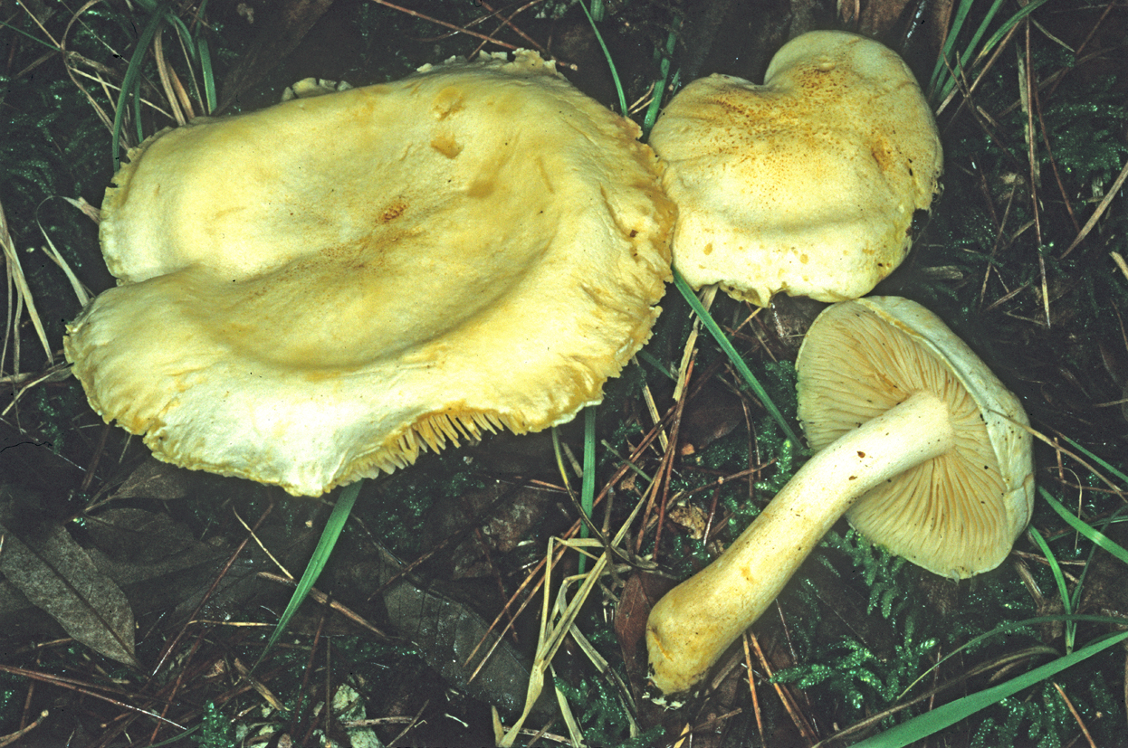 Tricholoma sulphurescens