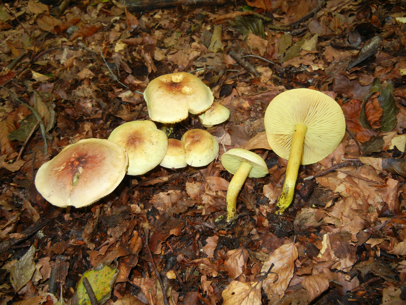 Tricholoma sulphureum