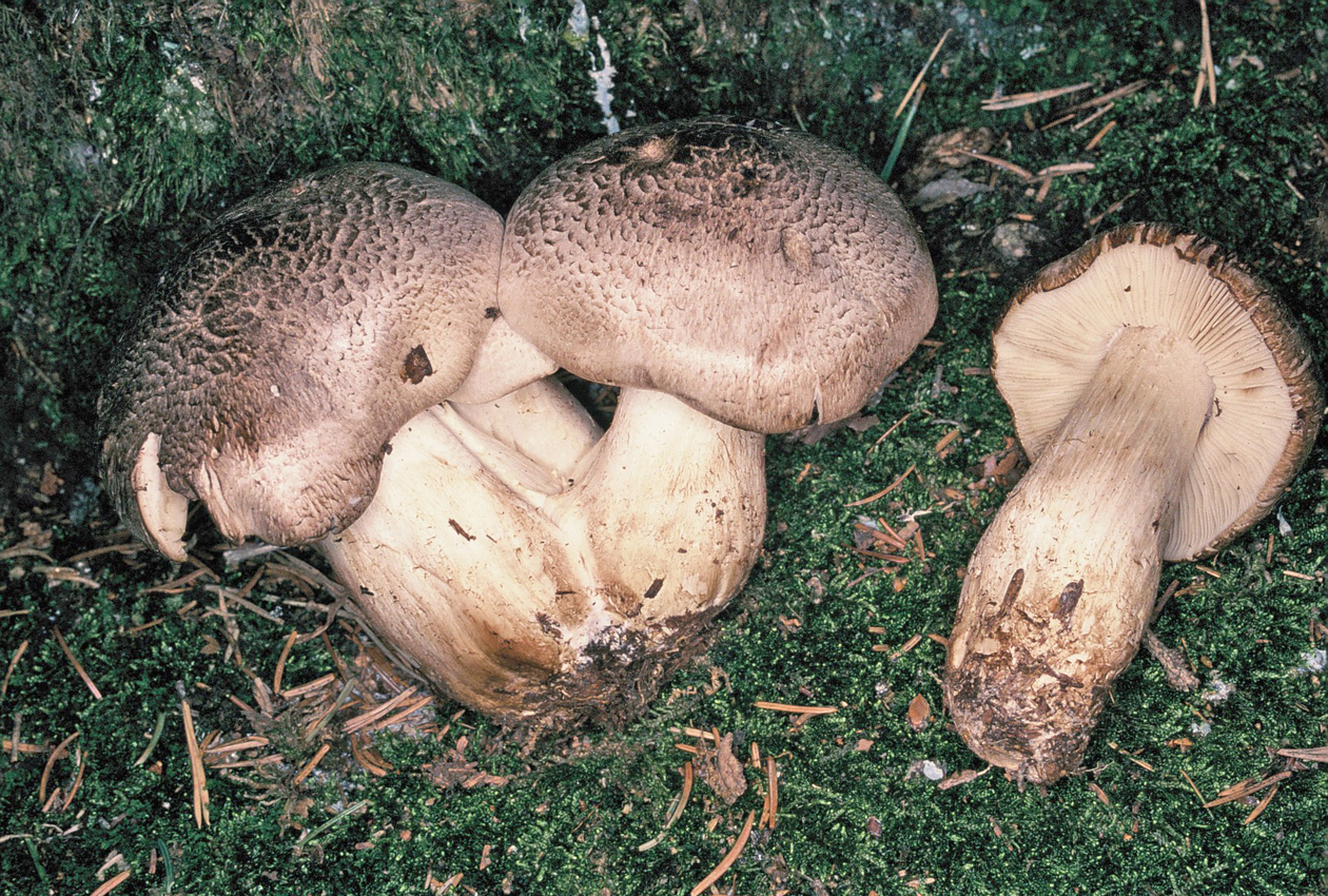 Tricholoma tigrinum 1