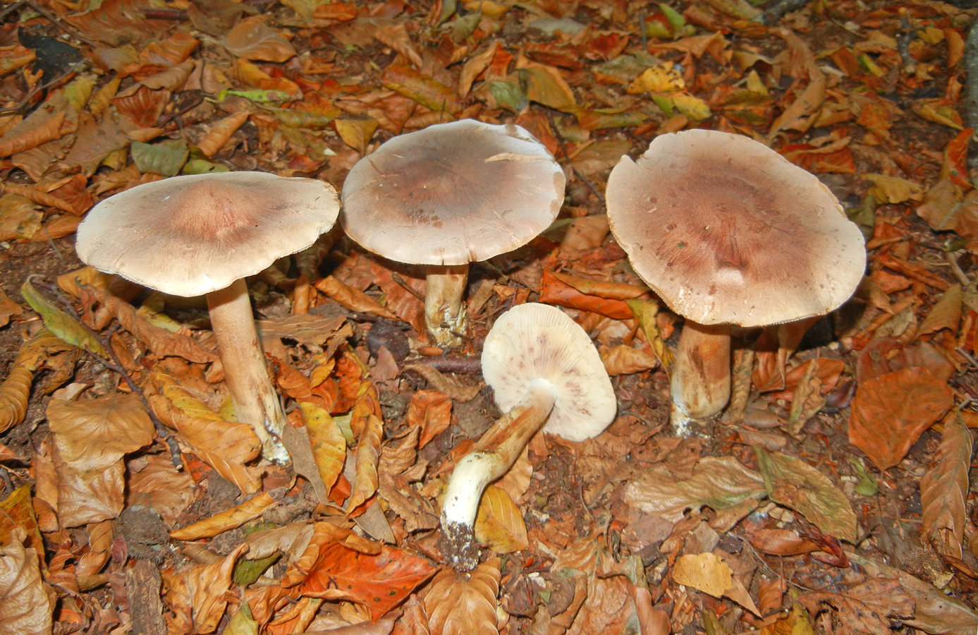 Tricholoma ustale