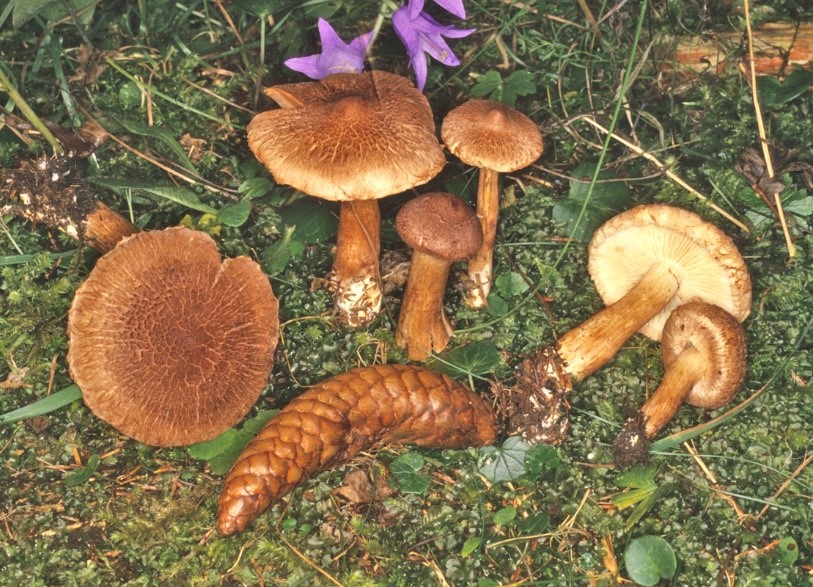 Tricholoma vaccinum