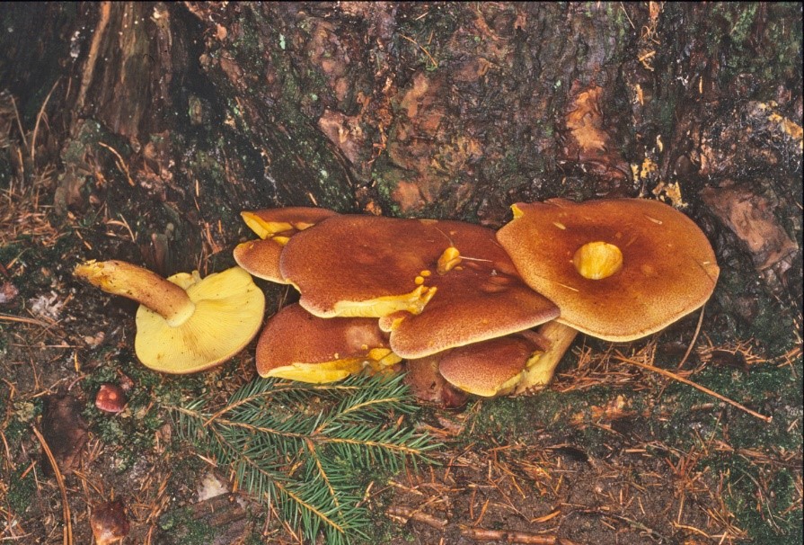 Tricholomopsis rutilans