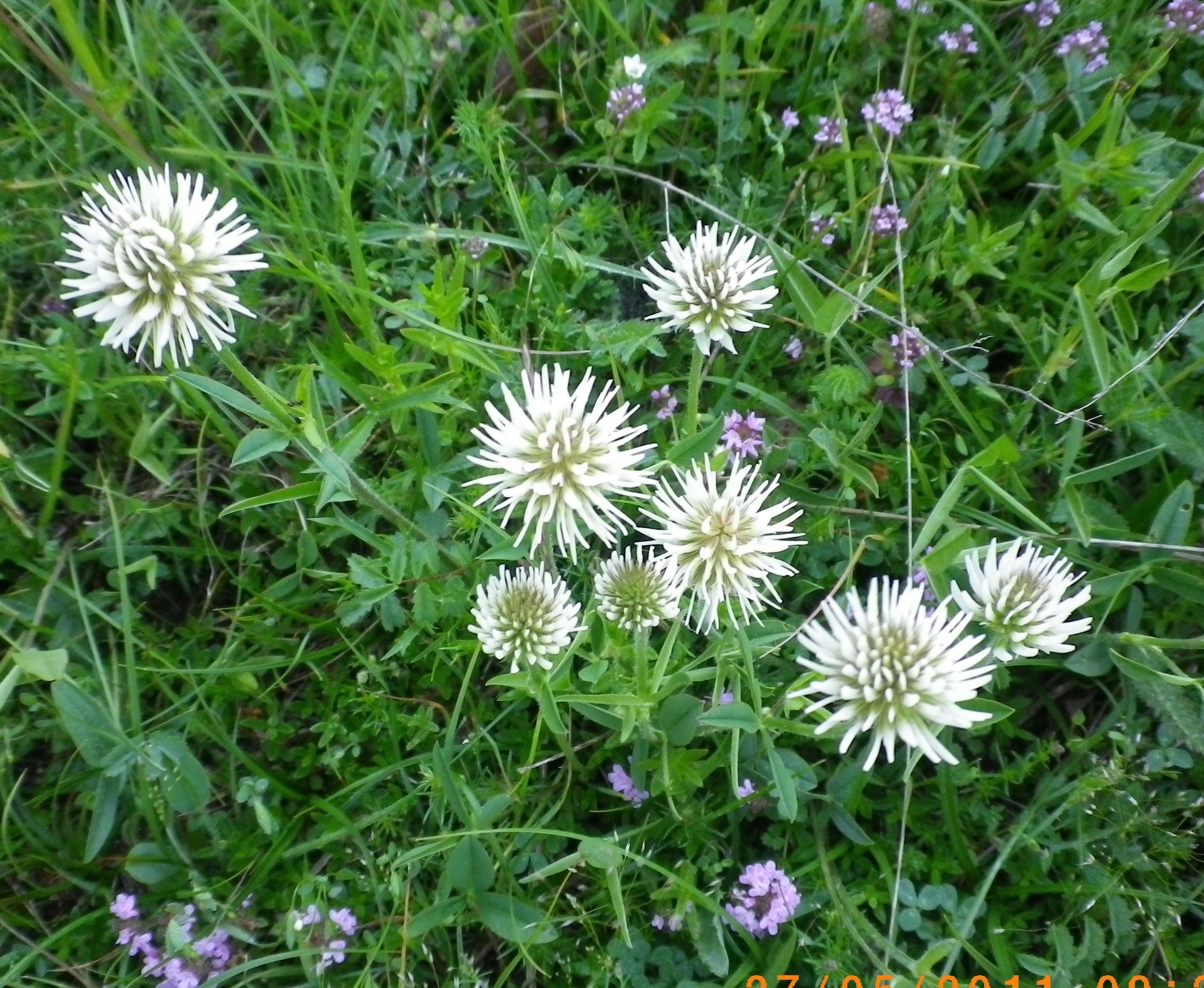 Trifoliumrepenstrifoliobiancorampicante