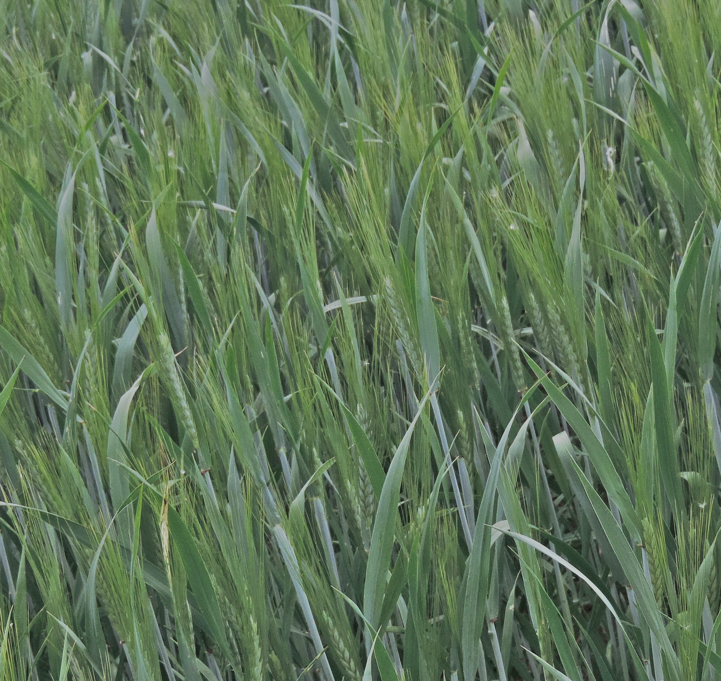 Triticumdurumgrano