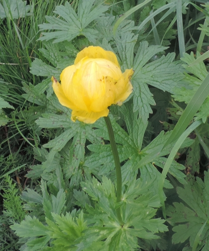 Trolliuseuropaeus