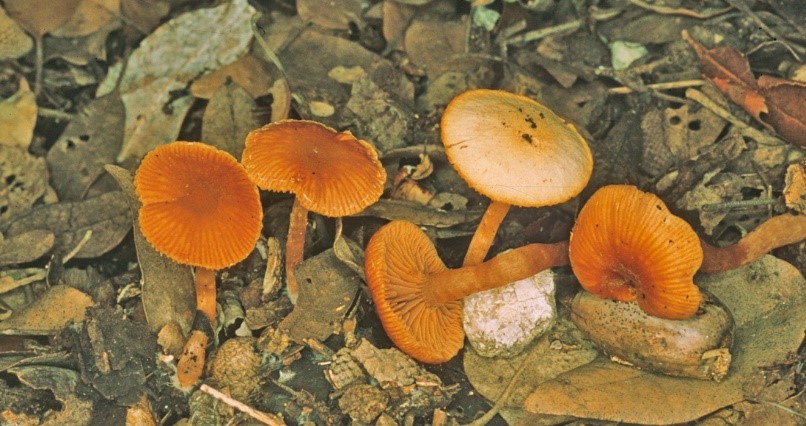 Tubaria furfuracea