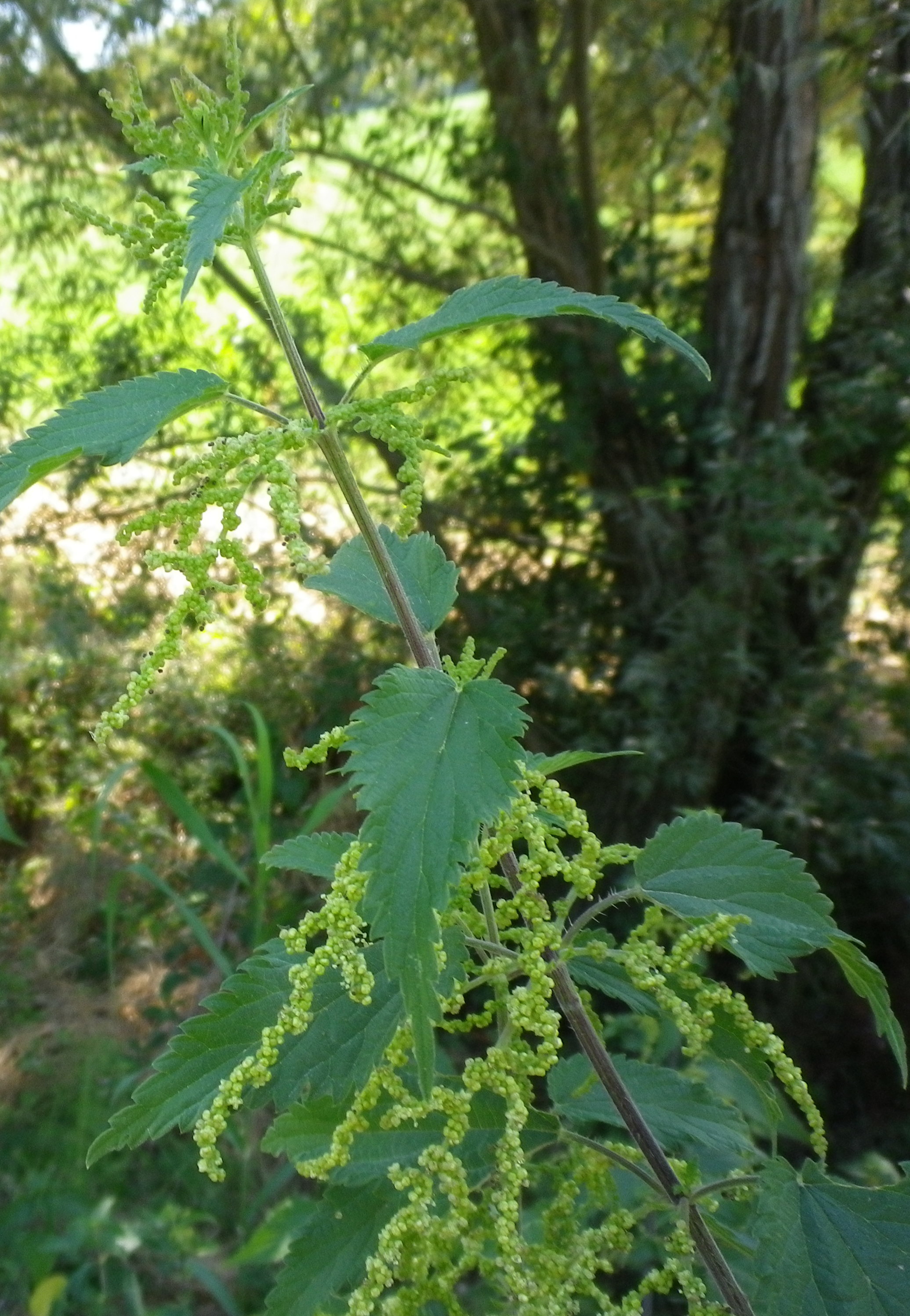 UrticaurensOrticaannua