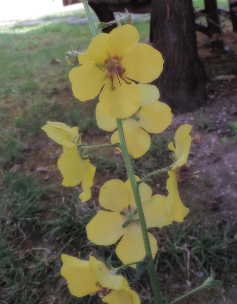 Verbascumblattaria