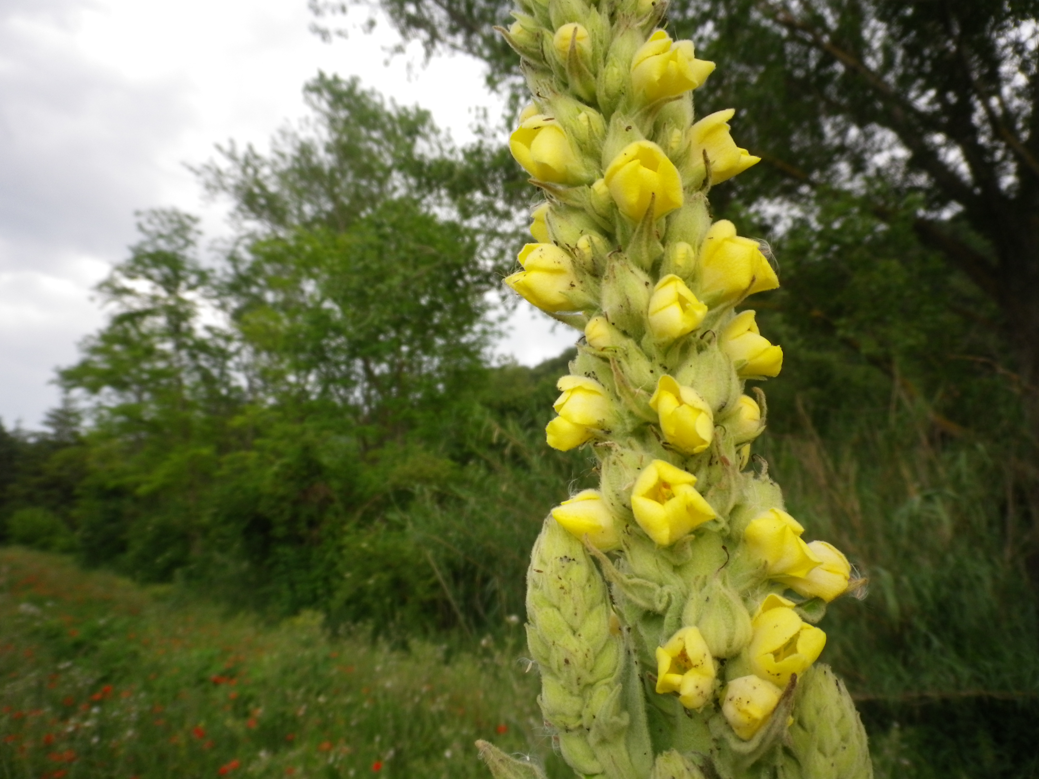 Verbascumthapsus