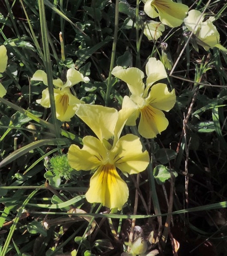 ViolazseugeniaeVioladiEugenia