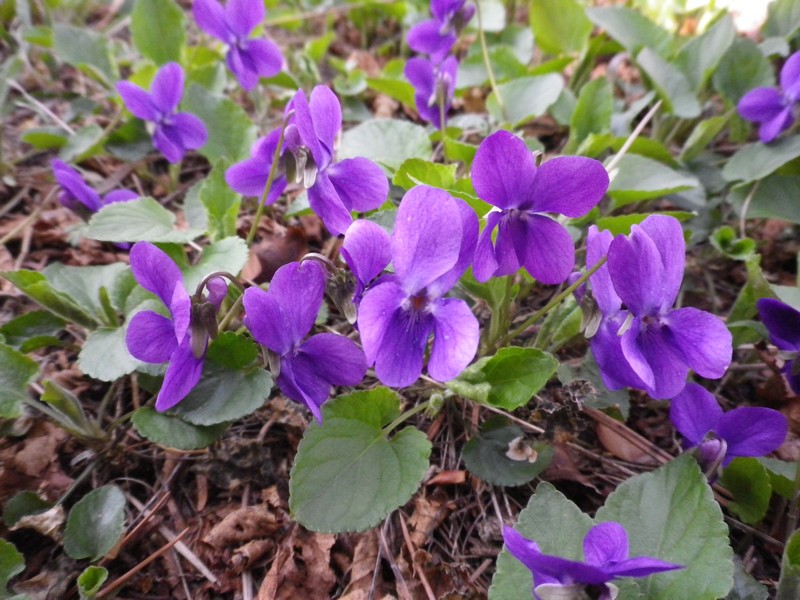 Violetteaprimavera