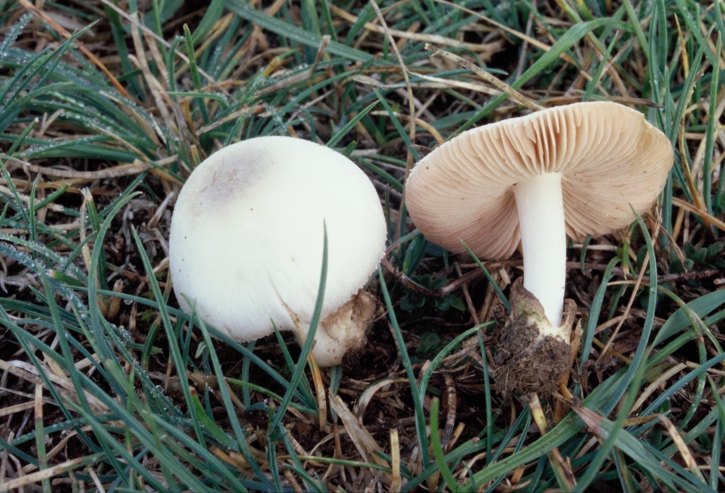 Volvariella pusilla