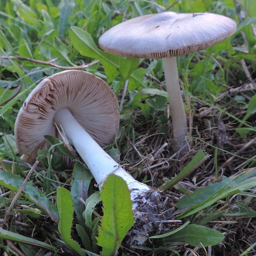 Volvopluteusgloioc