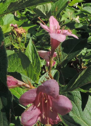 Weigela florida San Romualdo