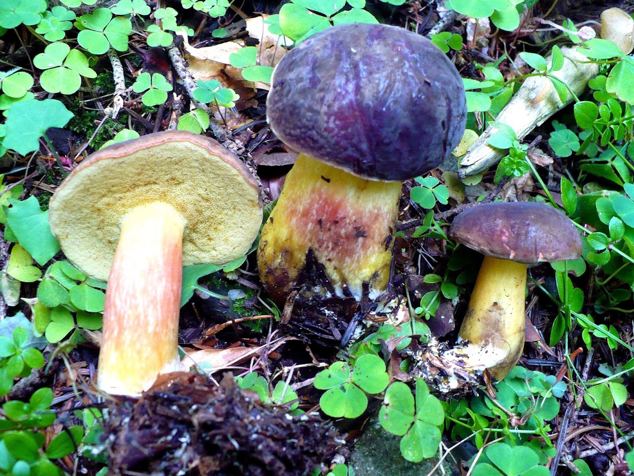 Xerocomus pruinatus
