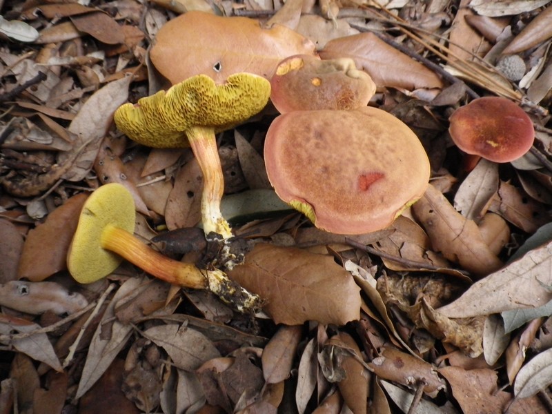 Xerocomusredeuilhiidryophylus 2