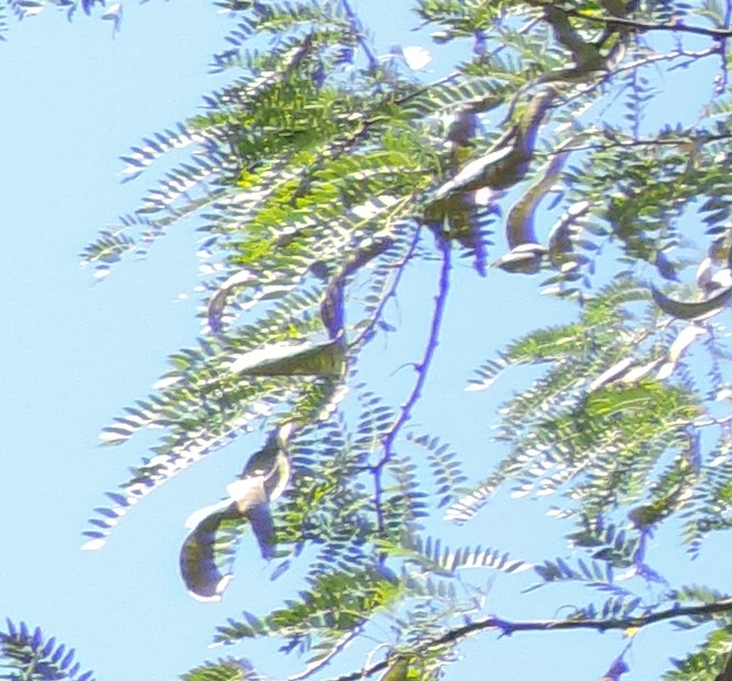 acaciaspinosaGleditsia tricanthos